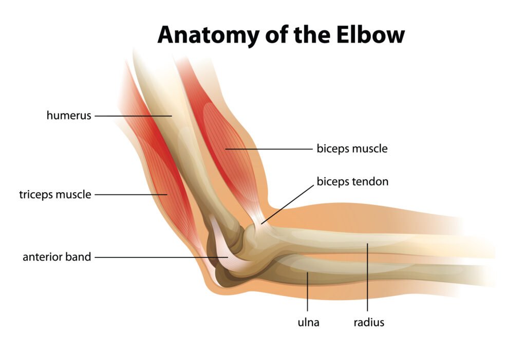 anatomy of elbow 2 01