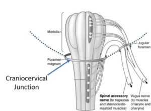 Understanding Cervical Instability