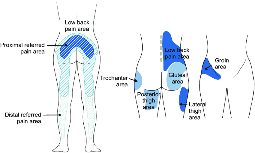 Sacroiliac Joint,