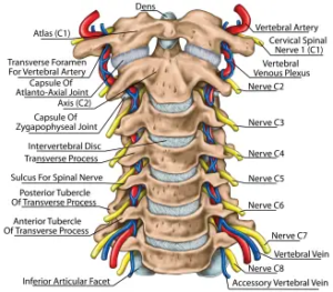 Neckpain blog 3img